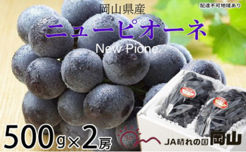 ぶどう 2026年 先行予約 ニュー ピオーネ 約500g×2房 6月下旬～7月下旬発送 ブドウ 葡萄  岡山県産 国産 フルーツ 果物 ギフト 果物類 種なし デザート 食後 おやつ 産地直送 2626547 - 岡山県瀬戸内市