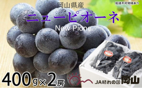 ぶどう 2026年 先行予約 ニュー ピオーネ 約400g×2房 6月下旬～7月下旬発送 ブドウ 葡萄  岡山県産 国産 フルーツ 果物 ギフト 果物類 種なし デザート 食後 おやつ 産地直送 2626548 - 岡山県瀬戸内市