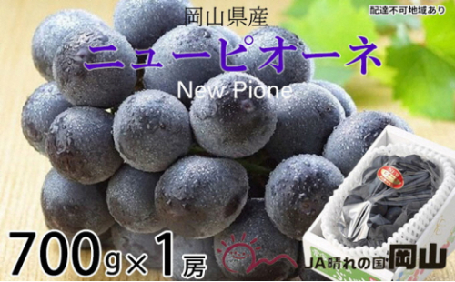 ぶどう 2026年 先行予約 ニュー ピオーネ 約700g×1房 6月下旬～7月下旬発送 ブドウ 葡萄  岡山県産 国産 フルーツ 果物 ギフト 果物類 種なし デザート 食後 おやつ 産地直送 2626549 - 岡山県瀬戸内市