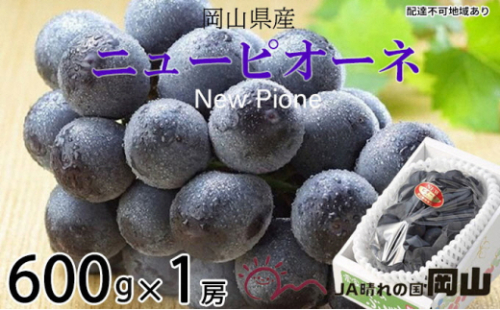 ぶどう 2026年 先行予約 ニュー ピオーネ 約600g×1房 6月下旬～7月下旬発送 ブドウ 葡萄  岡山県産 国産 フルーツ 果物 ギフト 果物類 種なし デザート 食後 おやつ 産地直送 2626550 - 岡山県瀬戸内市