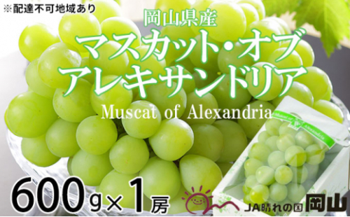 ぶどう 2026年 先行予約 マスカット ・オブ・アレキサンドリア 約600g×1房 6月下旬～7月下旬発送 ブドウ 葡萄  岡山県産 国産 フルーツ 果物 ギフト 岡山のぶどう 豊かな香り デザート 食後  [No.5735-1748] 2626566 - 岡山県瀬戸内市