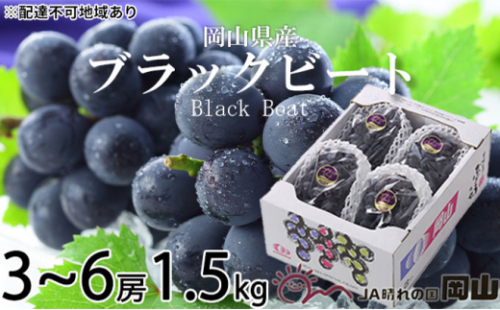 ぶどう 2026年 先行予約 ブラックビート 約1.5kg 3～6房 ブドウ 葡萄  岡山県産 国産 フルーツ 果物 ギフト 岡山のぶどう 岡山の果物 デザート 食後 種無し 大粒 甘味 酸味 バランス [No.5735-1759] 2626574 - 岡山県瀬戸内市