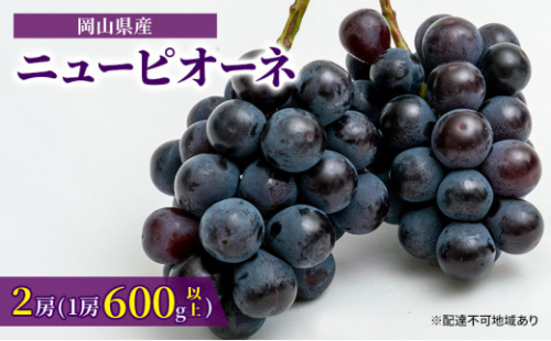 ぶどう 2026年 先行予約 ニュー ピオーネ 2房（1房600g以上）化粧箱入り ブドウ 葡萄  岡山県産 国産 フルーツ 果物 ギフト 甘みが強い 酸味 皮離れがいい 大粒 食べ応え  [No.5735-1465] 2626595 - 岡山県瀬戸内市