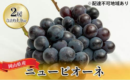 ぶどう 2026年 先行予約 ニュー ピオーネ 2房（合計約1.1kg）化粧箱入り ブドウ 葡萄  岡山県産 国産 フルーツ 果物 ギフト   [No.5735-1448] 2626611 - 岡山県瀬戸内市