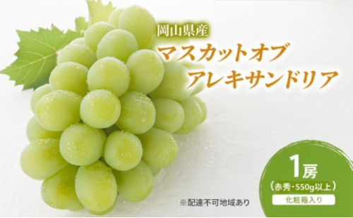 ぶどう 2026年 先行予約 マスカットオブアレキサンドリア 1房(550g以上・赤秀) 化粧箱入り [No.5735-2069] 2626627 - 岡山県瀬戸内市