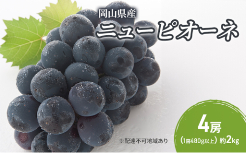 ぶどう 2026年 先行予約 ニューピオーネ 4房(1房480g以上) ブドウ 葡萄 岡山県産 国産 フルーツ 果物 ギフト [No.5735-2044] 2626630 - 岡山県瀬戸内市