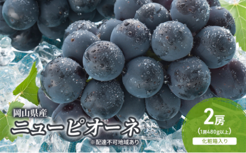 ぶどう 2026年 先行予約 ニューピオーネ 2房(1房480g以上) 化粧箱入り ブドウ 葡萄 岡山県産 国産 フルーツ 果物 ギフト [No.5735-2045] 2626631 - 岡山県瀬戸内市