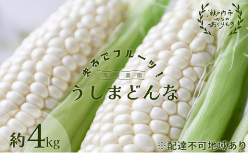 ［2026年先行予約］ 牛窓産とうもろこし まるでフルーツ！ 生で甘い、茹でて美味い！ 白色とうもろこし 「うしまどんな」約4kg（8～12本入り） 野菜 夏野菜 とうもろこし トウモロコシ ホワイトコーン ホワイト 甘い 美味しい 新鮮 産地直送 冷蔵 2626662 - 岡山県瀬戸内市