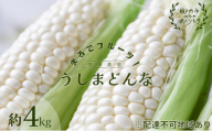 ［2026年先行予約］ 牛窓産とうもろこし まるでフルーツ！ 生で甘い、茹でて美味い！ 白色とうもろこし 「うしまどんな」約4kg（8～12本入り） 野菜 夏野菜 とうもろこし トウモロコシ ホワイトコーン ホワイト 甘い 美味しい 新鮮 産地直送 冷蔵