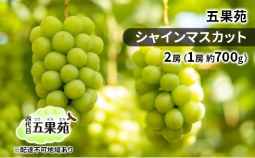 ぶどう 2026年 先行予約 シャイン マスカット 2房（1房 約700g） ぶどう フルーツ 果物 贈り物 ギフト 岡山 五果苑 岡山のぶどう 岡山の果物 岡山のフルーツ 産地直送 種なし 皮ごと [No.5735-1861 2626713 - 岡山県瀬戸内市