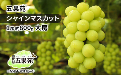 ぶどう 2026年 先行予約 シャインマスカット 1房 約800g 大房 ぶどう フルーツ 果物 贈り物 ギフト 岡山 五果苑 岡山のぶどう 岡山の果物 岡山のフルーツ 産地直送 種なし 皮ごと [No.5735-1862 2626714 - 岡山県瀬戸内市