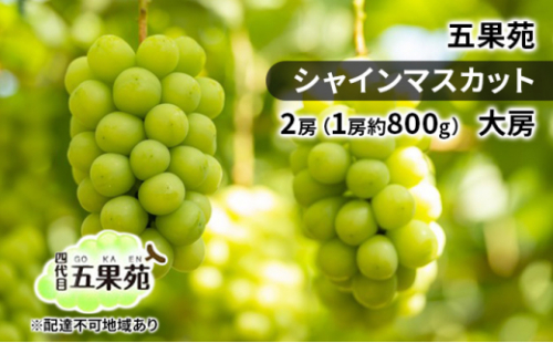 ぶどう 2026年 先行予約 シャインマスカット 2房（1房約800g） 大房 ぶどう フルーツ 果物 贈り物 ギフト 岡山 五果苑 岡山のぶどう 岡山の果物 岡山のフルーツ 産地直送 種なし 皮ごと [No.5735-1863 2626718 - 岡山県瀬戸内市