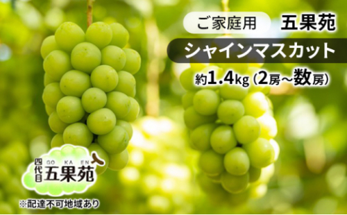 ぶどう 2026年 先行予約 ご家庭用 シャインマスカット 約1.4kg（2房～数房） ぶどう フルーツ 果物 岡山 五果苑 岡山のぶどう 岡山の果物 岡山のフルーツ 産地直送 [No.5735-1865 2626720 - 岡山県瀬戸内市