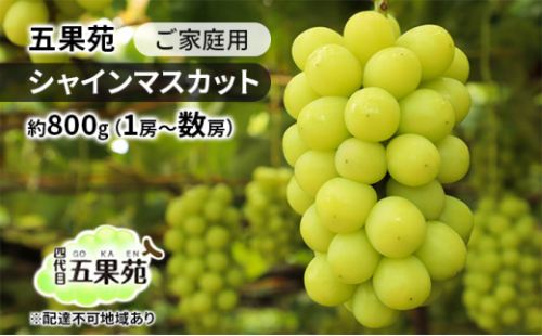 ぶどう 2026年 先行予約 ご家庭用 シャインマスカット 約800g（1房～数房） ぶどう フルーツ 果物 岡山 五果苑 岡山のぶどう 岡山の果物 岡山のフルーツ 産地直送 [No.5735-1866 2626721 - 岡山県瀬戸内市