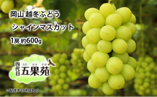 越冬 ぶどう シャイン マスカット 1房 約600g 岡山県産 四代目 五果苑 [No.5735-1486 2626726 - 岡山県瀬戸内市