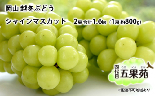 越冬 ぶどう シャイン マスカット 2房 合計1.6kg（1房 約800g）岡山県産 四代目 五果苑 [No.5735-1489 2626729 - 岡山県瀬戸内市