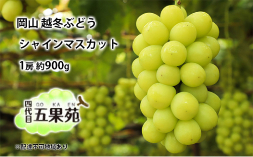 越冬 ぶどう シャイン マスカット 1房 約900g 岡山県産 四代目 五果苑 [No.5735-1490 2626730 - 岡山県瀬戸内市