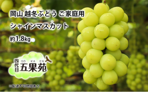 越冬 ぶどう ご家庭用 シャインマスカット 約1.8kg 岡山県産 四代目 五果苑 [No.5735-1494 2626735 - 岡山県瀬戸内市
