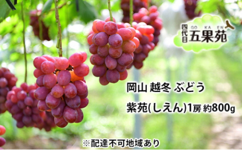越冬 ぶどう 紫苑 （しえん）1房 約800g 岡山県産 四代目 五果苑 [No.5735-1497 2626738 - 岡山県瀬戸内市