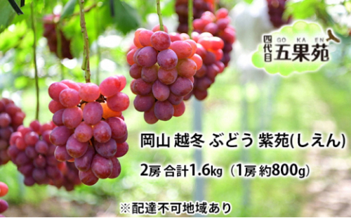 越冬 ぶどう 紫苑 （しえん）2房 合計1.6kg（1房 約800g） 岡山県産 四代目 五果苑 [No.5735-1498 2626739 - 岡山県瀬戸内市