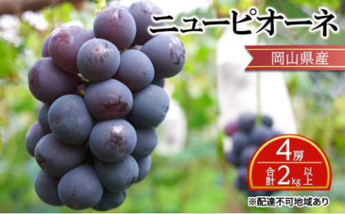 ぶどう 【2026年 先行予約】 ニュー ピオーネ 4房 合計2kg以上 ブドウ 葡萄 岡山県産 国産 フルーツ 果物 ギフト [No.5735-2136] 2626760 - 岡山県瀬戸内市