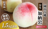 岡山白桃（早生／加納岩）特秀品 1.5kg前後 糖度センサー momo67 / 早生 白桃 贈答 お中元 ギフト 産直 高級 フルーツ 果物 くだもの プレゼント 【配送不可地域：北海道／沖縄県／離島】 【jujy070-01】