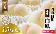 岡山白桃（中生／白鳳）特秀品 1.5kg前後 糖度センサー momo20 / 中生 白桃 贈答 お中元 ギフト 産直 高級 フルーツ 果物 くだもの プレゼント 【配送不可地域：北海道／沖縄県／離島】 【jujy071-01】