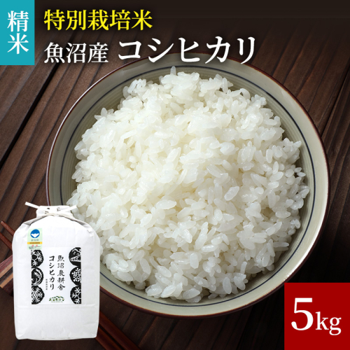 令和8年産 米農家自慢の 特別栽培米 魚沼産 コシヒカリ（精米）5kg×1袋 お米  2626948 - 新潟県魚沼市