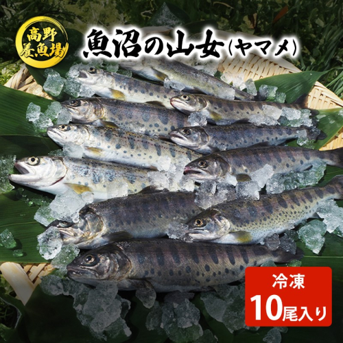 魚沼の山女（ヤマメ）冷凍10尾入り 魚貝類 川魚  2627134 - 新潟県魚沼市