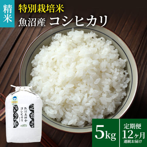米農家自慢の 特別栽培米 魚沼産 コシヒカリ（精米）5kg×1袋 12ヶ月連続お届け お米  2627254 - 新潟県魚沼市
