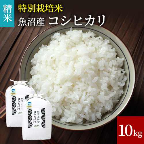令和8年産 米農家自慢の特別栽培米魚沼産コシヒカリ(精米)10kg お米  2627522 - 新潟県魚沼市