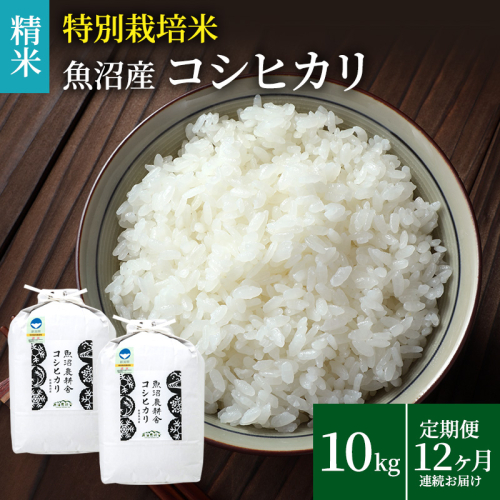 米農家自慢の特別栽培米魚沼産コシヒカリ(精米)10kg(5kg×2袋) 12ヶ月 連続お届け お米 12回 1年  2627523 - 新潟県魚沼市