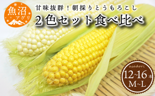 魚沼産 朝採り とうもろこし 2色 食べ比べセット 12～16本 野菜 新潟県産 夏野菜 バーベキュー おやつ  2627584 - 新潟県魚沼市