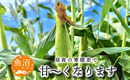 魚沼産 朝採り とうもろこし ゴールドラッシュ 15本～20本 野菜 新潟県産 夏野菜 バーベキュー おやつ  2627585 - 新潟県魚沼市