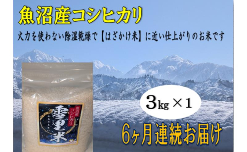 生産者直送！ 魚沼産コシヒカリ 【雪里米 ふるさとまい】 精米 3kg 6ヶ月 連続お届け （ 米 定期便 コシヒカリ 魚沼産 雪里米 ふるさと米 白米 お米 こめ コメ こしひかり 魚沼 半年 6回 お楽しみ ）  2627603 - 新潟県魚沼市