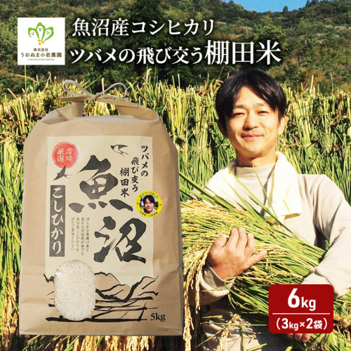 令和7年産 ツバメの飛び交う棚田米 精米6kg（3kg×2袋） お米 白米 ライス ご飯 ブランド米 銘柄米 コシヒカリ 魚沼産コシヒカリ 旨味 新潟県産 魚沼市産  2627619 - 新潟県魚沼市