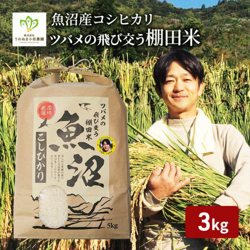 令和7年産 ツバメの飛び交う棚田米 精米3kg お米 白米 ライス ご飯 ブランド米 銘柄米 コシヒカリ 魚沼産コシヒカリ 新潟県産 魚沼市産  2627620 - 新潟県魚沼市