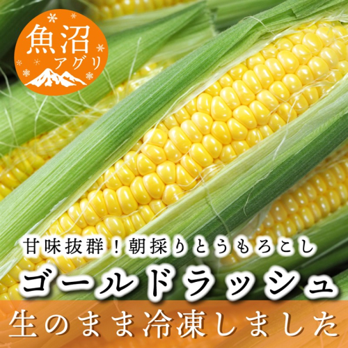 魚沼産 冷凍生とうもろこしと冷凍粒とうもろこしのセット 野菜 国産 日本産 簡単 便利 コーン 冷凍コーン ゴールドラッシュ 新潟県産 食材 食べ物 直送 産地直送  2627682 - 新潟県魚沼市