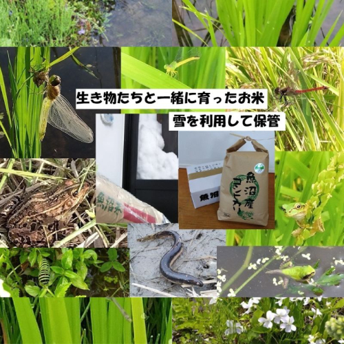 【魚沼ブランド】令和8年産 精米5kg【農薬化学肥料栽培期間中不使用・生態系保全・再生可能エネルギー・エコファーマー・生産工程管理】魚沼産コシヒカリ 2627864 - 新潟県魚沼市