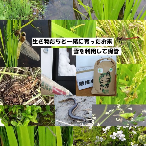 【魚沼ブランド】令和7年産 玄米10kg【有機栽培・生態系保全・再生可能エネルギー・エコファーマー・生産工程管理】魚沼産コシヒカリ 2627867 - 新潟県魚沼市