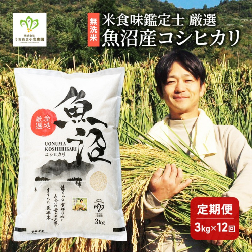 無洗米「米食味鑑定士 厳選」魚沼産コシヒカリ 3kg 12ヵ月連続お届け　米 こめ お米 コメ こしひかり 新潟県 魚沼市 魚沼 ライス ご飯 主食 新潟県産 産地直送 時短 2627881 - 新潟県魚沼市