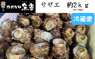 サザエ　約2ｋｇ　（16個～30個）日本海の新鮮なサザエをお届けします！ 冷蔵便 サザエ 栄螺 貝 海鮮 BBQ さざえご飯 壺焼き 刺身 バーベキュー　