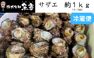サザエ　約1ｋｇ（8個～15個）日本海の新鮮なサザエをお届けします！ 冷蔵便 サザエ 栄螺 貝 海鮮 BBQ さざえご飯 壺焼き 刺身 バーベキュー　大きさ不揃い