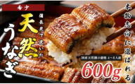 希少 天然 鰻 蒲焼  約4～6人前 600g 国産 四万十川 うなぎ ウナギ  蒲焼き ウナギ蒲焼 鰻蒲焼 うな重 備長炭 炭火 炭火焼き 冷凍 湯せん 小分け 贈答 お取り寄せ ギフトご褒美 簡単 土用の丑の日 高知県 大月町