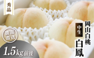 岡山白桃 （中生／白鳳） 秀品 1.5kg前後 4～6玉 momo01 / 白桃 贈答 お中元 ギフト 産直 高級 フルーツ 果物 くだもの プレゼント 【配送不可地域：北海道／沖縄県／離島】 【jujy078-01】