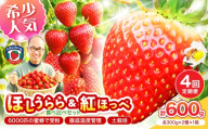 【2027年1月～5月発送予定】希少品種 ほしうらら と 紅ほっぺ の食べ比べセット 約600g（約300g×各種1パック×1箱）4ヶ月定期便【配送不可地域：北海道・沖縄・離島】【121B-008-2027】