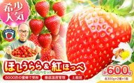 【2027年1月～5月発送予定】希少品種 ほしうらら と 紅ほっぺ の食べ比べセット 約600g（約300g×2パック×1箱）【配送不可地域：北海道・沖縄・離島】【121D-013-2027】