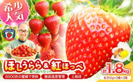 【2027年1月～5月発送予定】希少品種 ほしうらら と 紅ほっぺ の食べ比べセット 約1.8kg（約300g×6パック×3箱）【配送不可地域：北海道・沖縄・離島】【121C-012-2027】