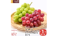 冬に食べるクイーンルージュ®＆シャインマスカット詰合せ 各1房 約1kg ［おぶせファーマーズ］ ぶどう セット 食べ比べ ２種 各 1房 葡萄 ブドウ 果物 フルーツ令和8年産 【2026年11月中旬～12月中旬発送】  [F-554]