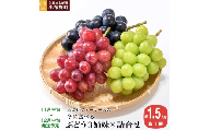 冬に食べるぶどうぶどう3姉妹® シャインマスカット ＆ ナガノパープル ＆ クイーンルージュ® 詰合せ 各1房 約1.5kg [おぶせファーマーズ] 数量限定 果物 フルーツ ぶどう 葡萄 長野県産 信州産 クール便 食べ比べ 【2026年11月中旬～12月中旬発送】  [F-555]